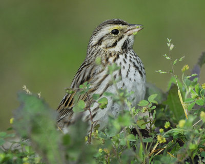 savannah sparrow BRD9868.jpg