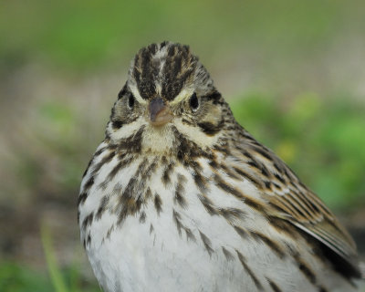 savannah sparrow BRD9859.jpg