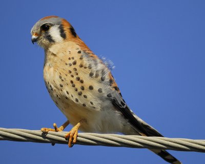 american kestrel BRD0489.jpg