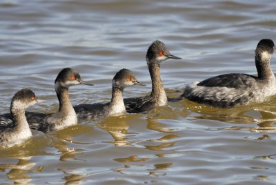 eared grebe BRD0312.jpg