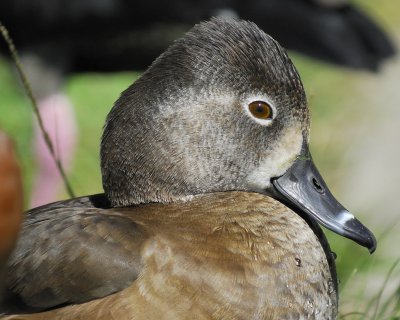 ring-necked duck BRD0049.jpg