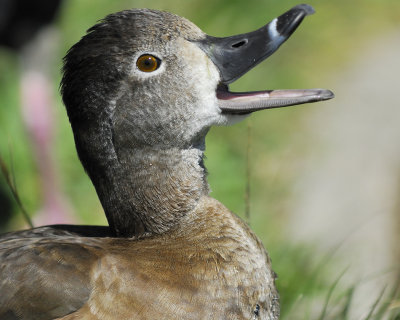 ring-necked duck BRD0053.jpg
