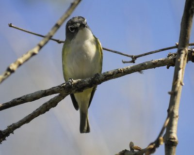 blue-headed vireo BRD0633.jpg