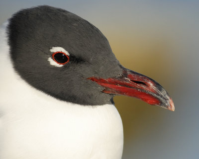 laughing gull BRD0843.jpg