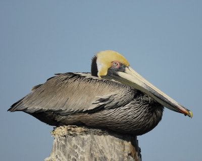 brown pelican BRD0753.jpg