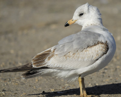 ring-billed gull BRD0807.jpg