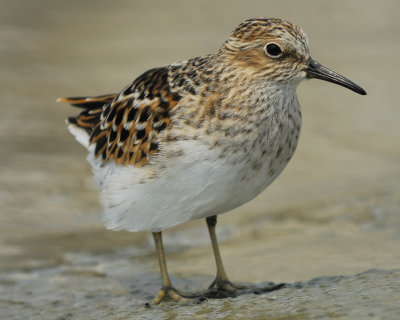 least sandpiper BRD9139.jpg