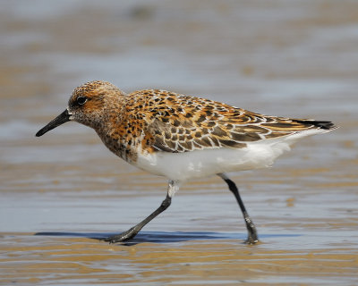 1190q_sanderling