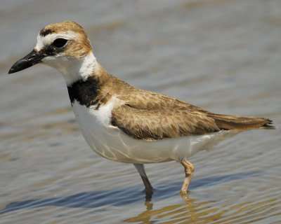 wilsons plover BRD9818.jpg