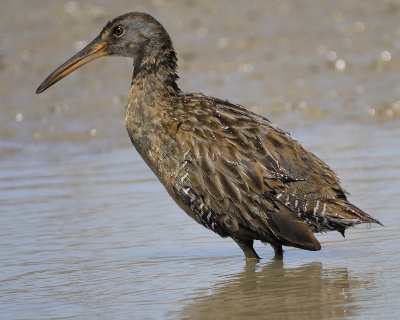 clapper rail BRD9767.jpg