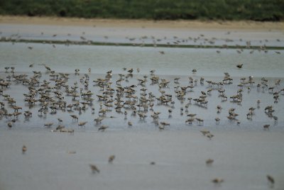 1191_sandpipers