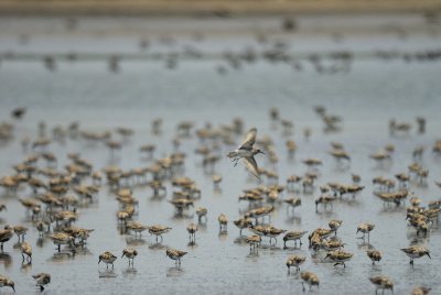 shorebirds BRD0389.jpg