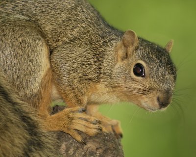 fox squirrel SCO1130.jpg