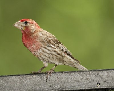 house finch SCO1122.jpg