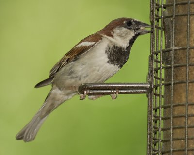 house sparrow SCO1009.jpg