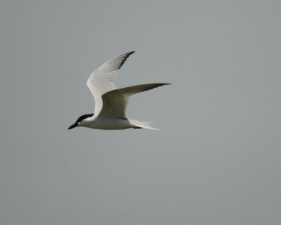 gull-billed tern BRD1575.jpg