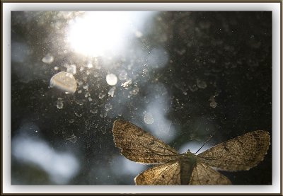 Moth in the Sun
