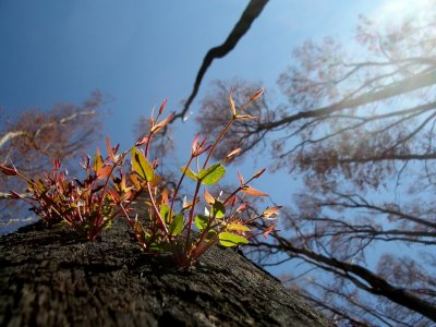 New Growth After Bush-fires