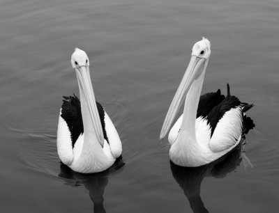The conversation-pelicans