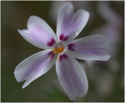 The flowers in my garden