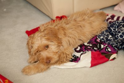 maddie