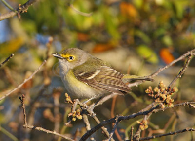 White-eyed Vireo 9964EWC.jpg