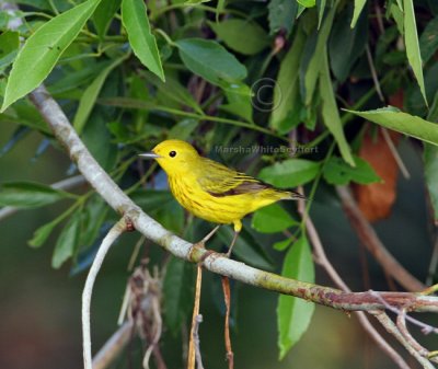 Yellow Warbler 0936EWC.jpg