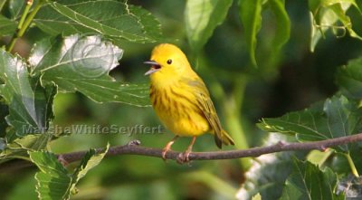 Yellow Warbler 6184EWC.jpg