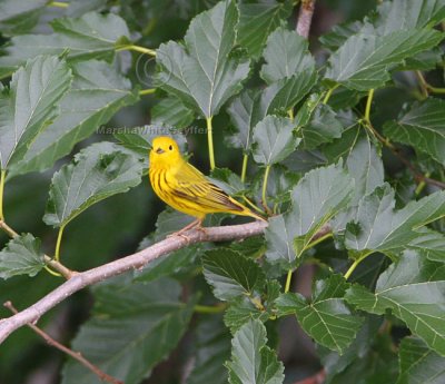 Yellow Warbler 6257EWC.jpg