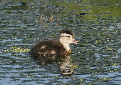 Wood Duck Fledgling 5331EWC.jpg