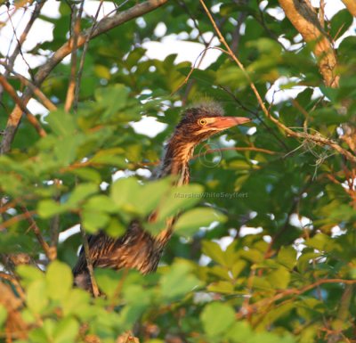 Green Heron (Butorides virescens) Fledgling 6601EWC.jpg
