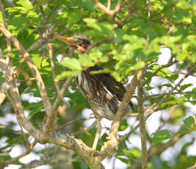 Green Heron (Butorides virescens) Fledgling 6680EWC.jpg