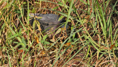 Green Heron (Butorides virescens ) 7321EWC.jpg