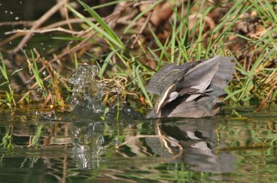 Green Heron (Butorides virescens) 7401EWC.jpg