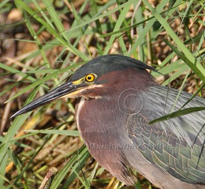 Green Heron (Butorides virescens) 7484EWCHead.jpg
