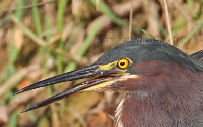 Green Heron (Butorides virescens) 7545EWCHead.jpg