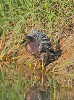 Green Heron (Butorides virescens) 7554EWC.jpg
