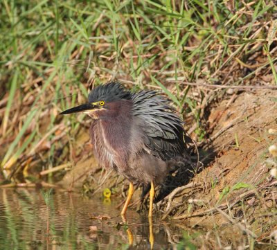 Green Heron (Butorides virescens) 7562EWC.jpg