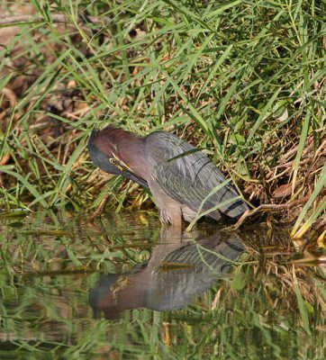 Green Heron (Butorides virescens) 7386EWC.jpg