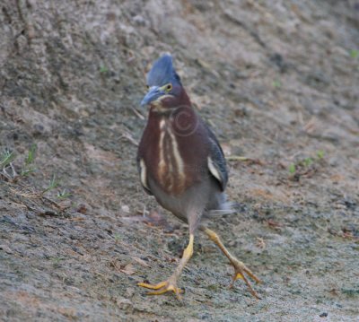 Green Heron (Butorides virescens) 6891EWC.jpg