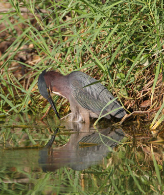 Green Heron (Butorides virescens) 7387EWC.jpg