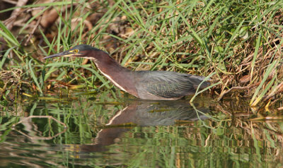 Green Heron (Butorides virescens) 7400EWC.jpg