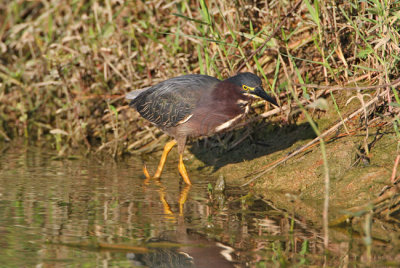 Green Heron (Butorides virescens) 7310EWC.jpg