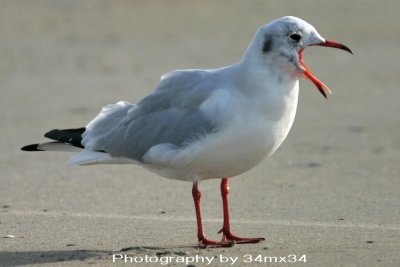 seagull 02