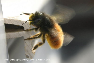 23 bee