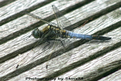 27 libellule - dragonfly