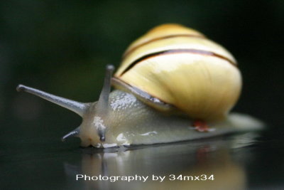 29 escargot  - snail