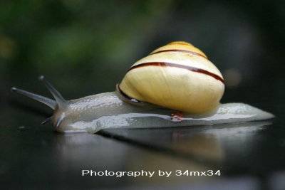 30 escargot  - snail