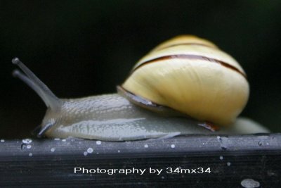 31 escargot  - snail