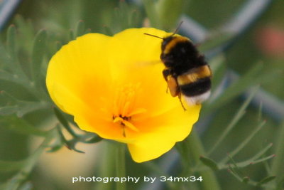 53 Bee and flower